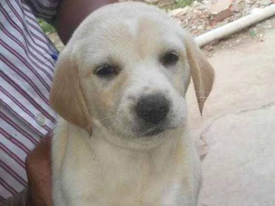 Cachorro ra a Acho que labrador idade 7 a 11 meses nome Glorinha