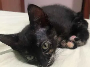 Gato raça Vira-lata  idade 2 a 6 meses nome Sem nome