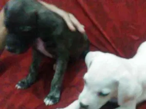 Cachorro raça Mista/ não sei dizer ao certo idade Abaixo de 2 meses nome Sem nomes