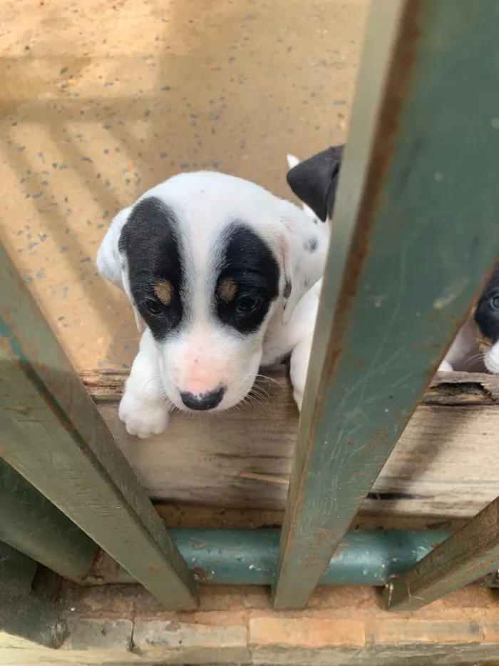 Cachorro raça Fox paulistinha misturado idade Abaixo de 2 meses nome Não coloquei