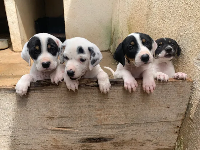 Cachorro raça Fox paulistinha misturado idade Abaixo de 2 meses nome Não coloquei