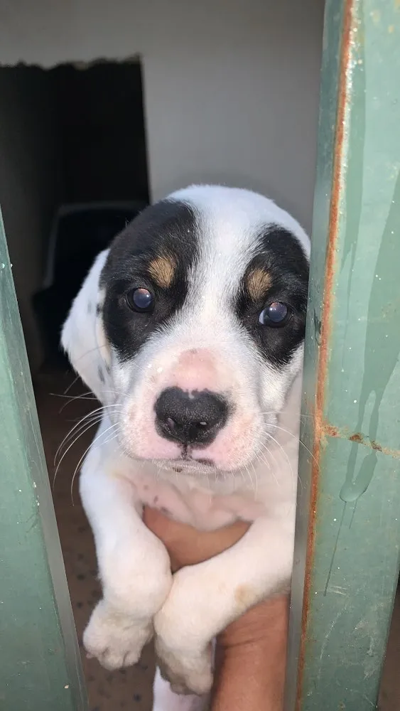 Cachorro raça Fox paulistinha misturado idade Abaixo de 2 meses nome Não coloquei