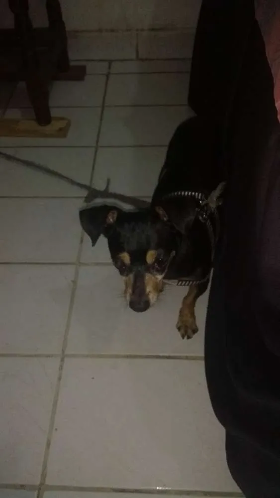 Cachorro ra a Pinscher idade  nome Rock