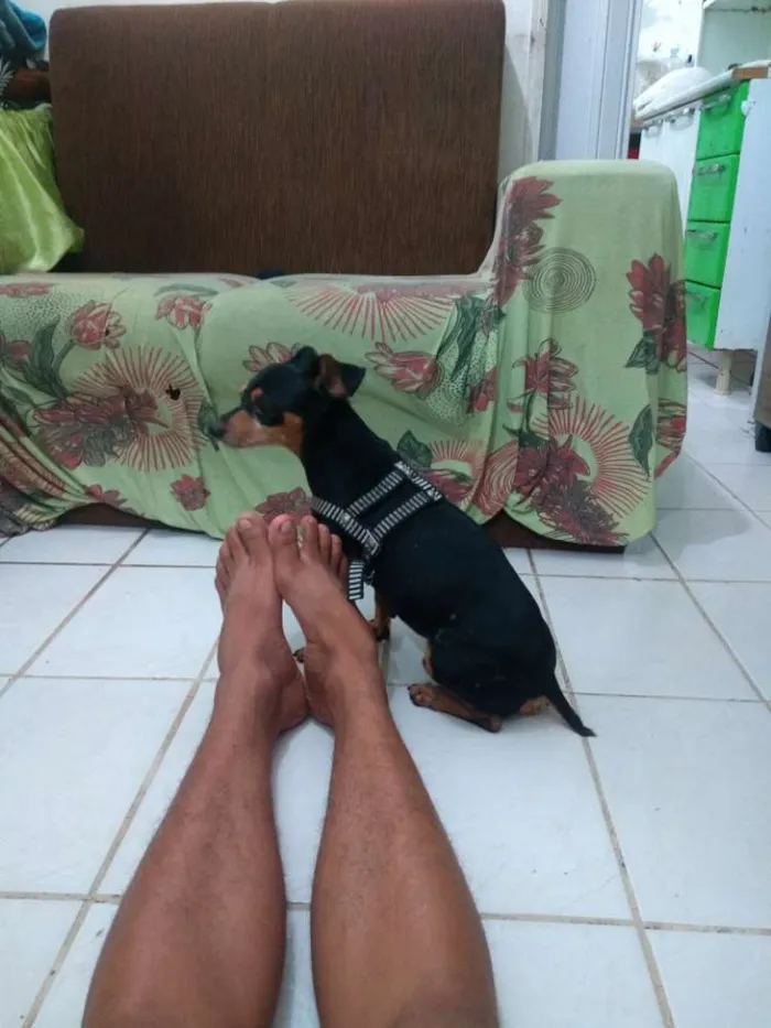 Cachorro ra a Pinscher idade  nome Rock