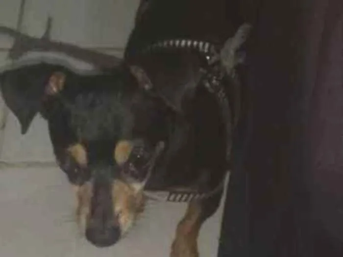 Cachorro ra a Pinscher idade  nome Rock