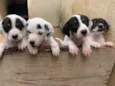Não coloquei