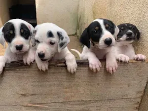 Cachorro raça Fox paulistinha misturado idade Abaixo de 2 meses nome Não coloquei