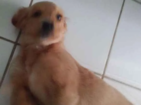 Cachorro ra a INDEFINIDA idade 1 ano nome KIMBOL E PENELOPE