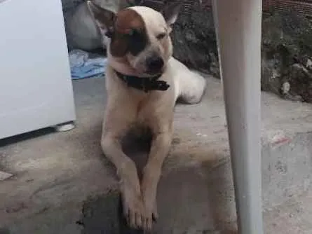 Cachorro raça SRD idade  nome Luci e Fred