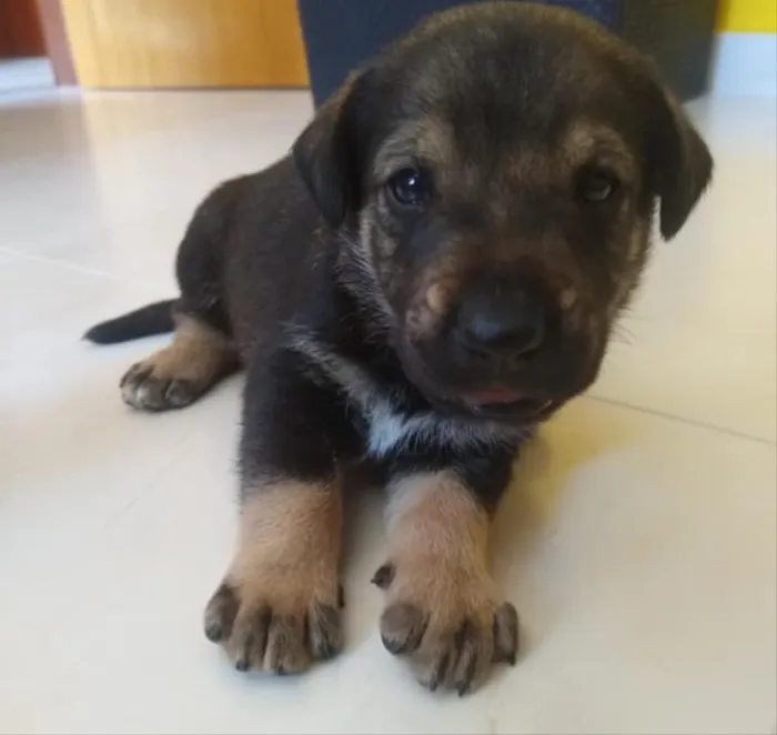 Cachorro ra a Não sei  idade Abaixo de 2 meses nome Não ei 