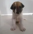 Não ei
