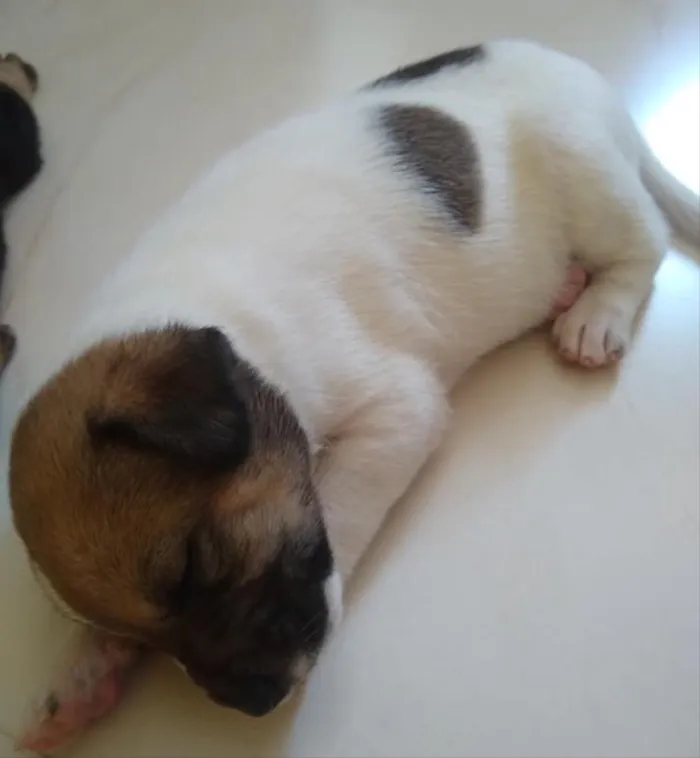 Cachorro ra a Não sei  idade Abaixo de 2 meses nome Não ei 