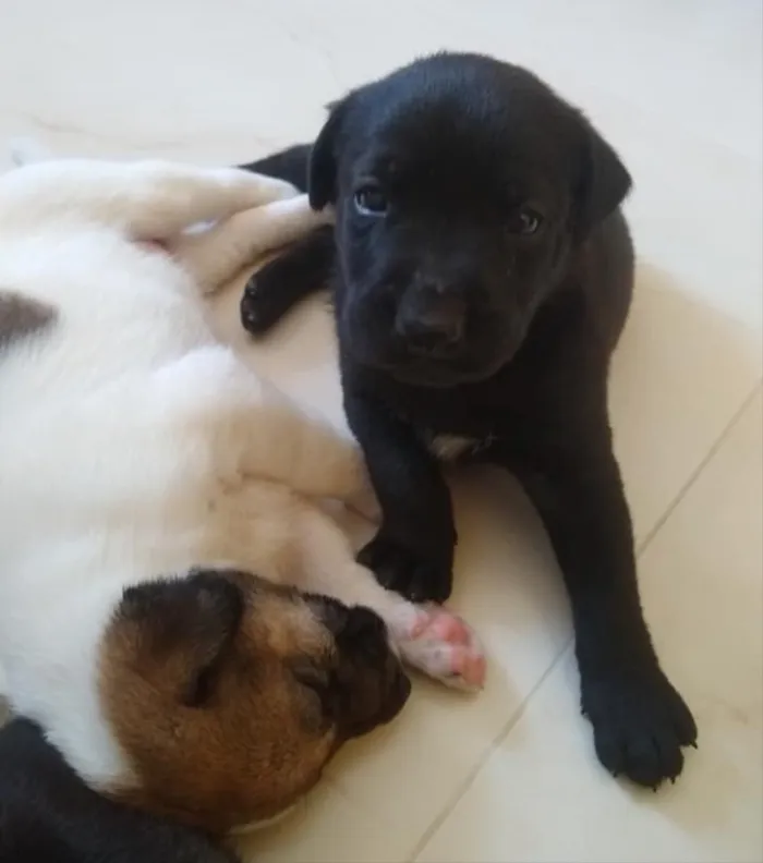 Cachorro ra a Não sei  idade Abaixo de 2 meses nome Não ei 