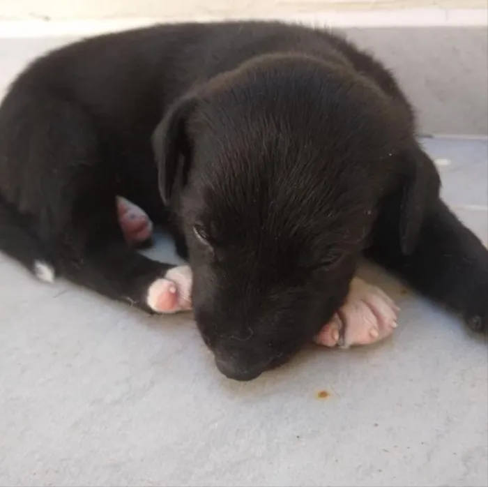 Cachorro ra a Não sei  idade Abaixo de 2 meses nome Não ei 