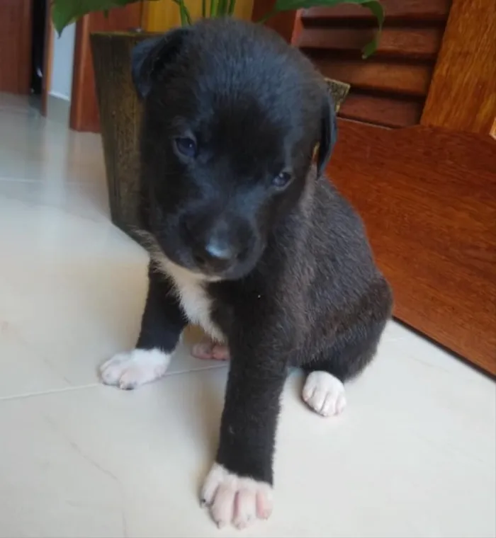 Cachorro ra a Não sei  idade Abaixo de 2 meses nome Não ei 