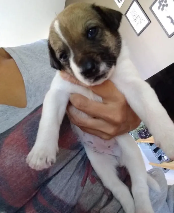 Cachorro ra a Não sei  idade Abaixo de 2 meses nome Não ei 