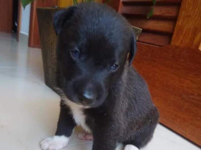 Cachorro ra a Não sei  idade Abaixo de 2 meses nome Não ei 