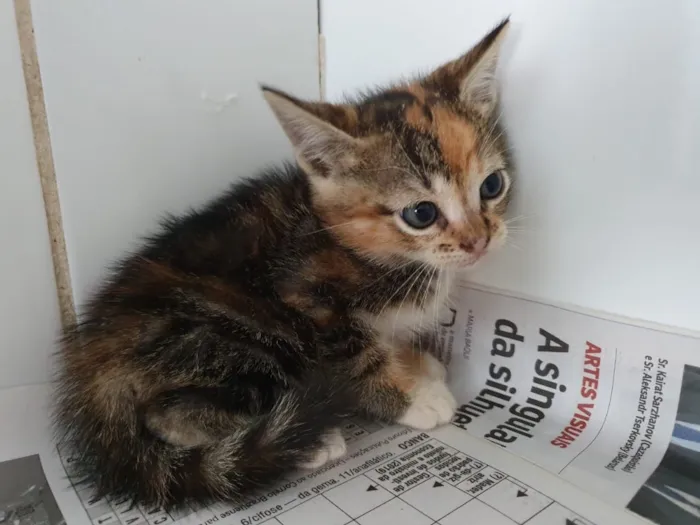 Gato ra a Sem raça  idade 7 a 11 meses nome Sem nome 