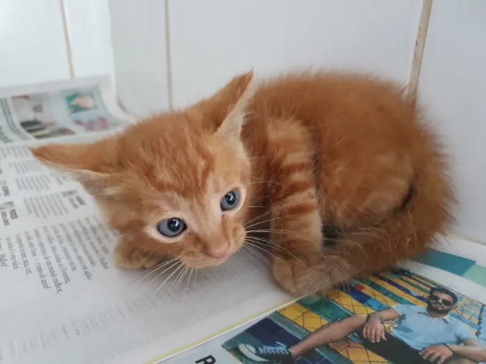 Gato ra a Sem raça  idade 7 a 11 meses nome Sem nome 