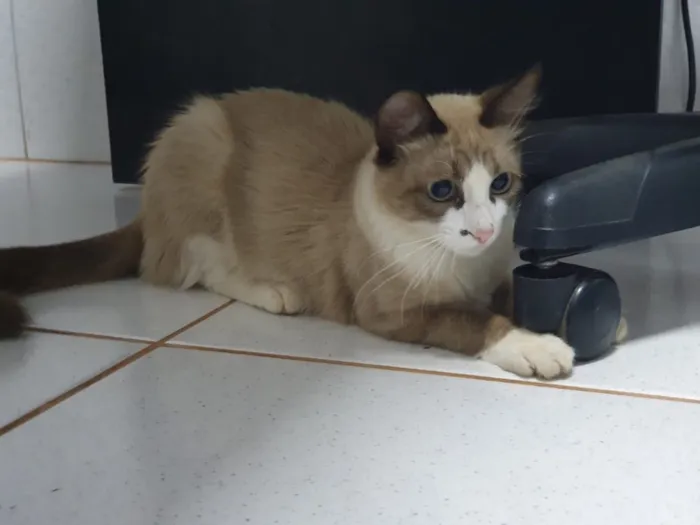Gato ra a Sem raça  idade 7 a 11 meses nome Sem nome 
