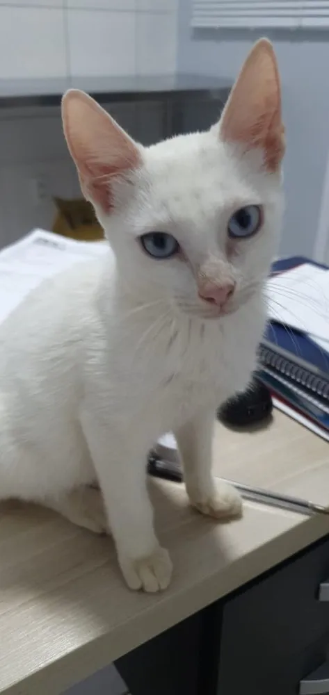 Gato ra a Sem raça  idade 7 a 11 meses nome Sem nome 