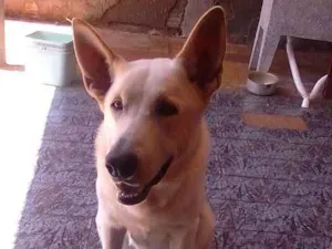Cachorro raça Pastor Suíço idade 2 anos nome Thor