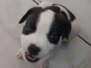 Cachorro raça Sem raça definida  idade Abaixo de 2 meses nome Helena