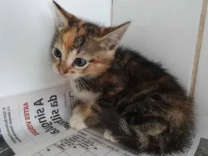 Gato raça Sem raça  idade 7 a 11 meses nome Sem nome 