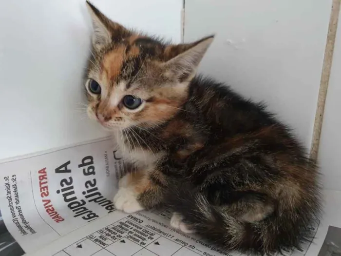 Gato ra a Sem raça  idade 7 a 11 meses nome Sem nome 