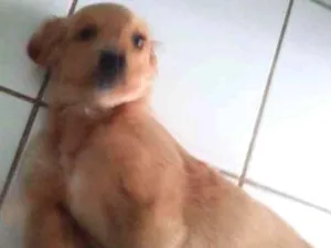 Cachorro raça INDEFINIDA idade 1 ano nome KIMBOL E PENELOPE