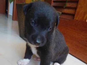 Cachorro raça Não sei  idade Abaixo de 2 meses nome Não ei 