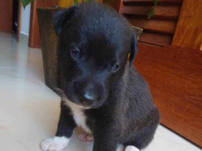 Cachorro ra a Não sei  idade Abaixo de 2 meses nome Não ei 