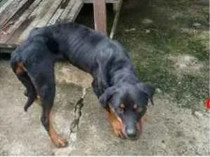 Cachorro ra a rottweiler idade 1 ano nome Thor