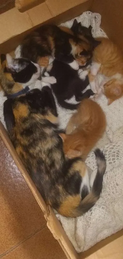 Gato ra a  idade Abaixo de 2 meses nome Sem nome