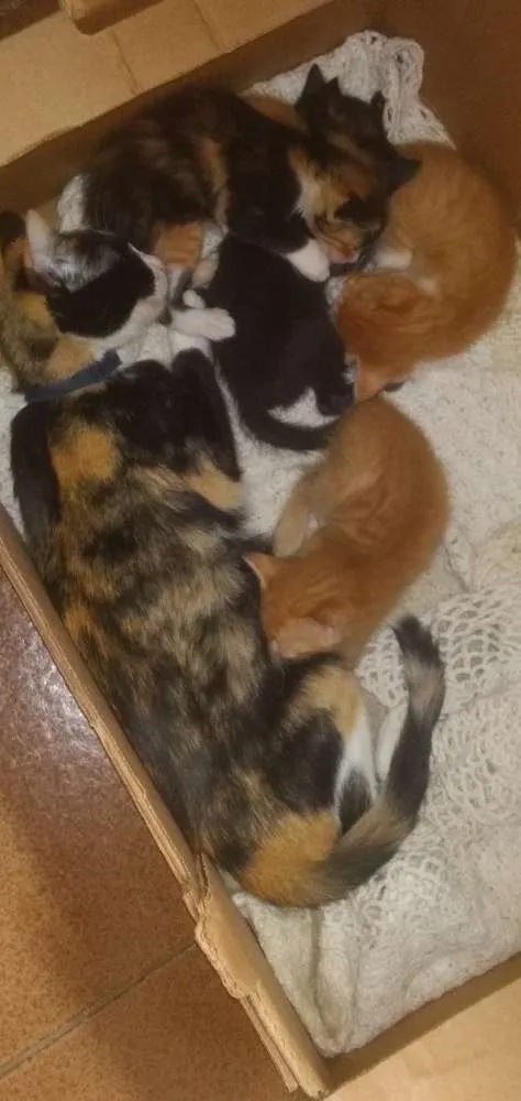 Gato ra a  idade Abaixo de 2 meses nome Sem nome