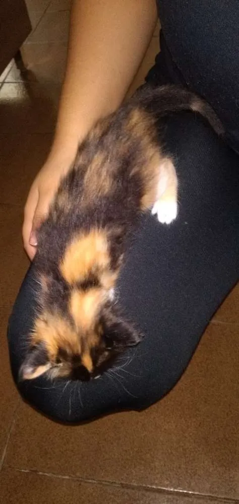 Gato ra a  idade Abaixo de 2 meses nome Sem nome
