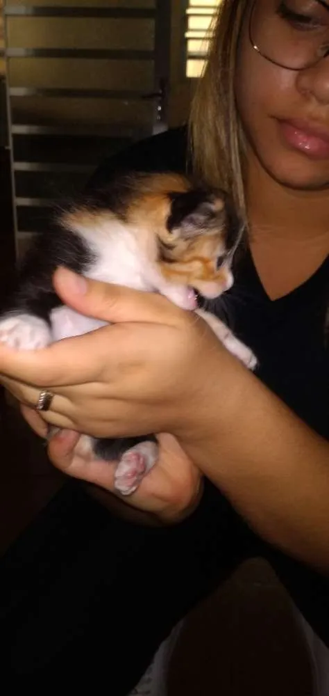 Gato ra a  idade Abaixo de 2 meses nome Sem nome
