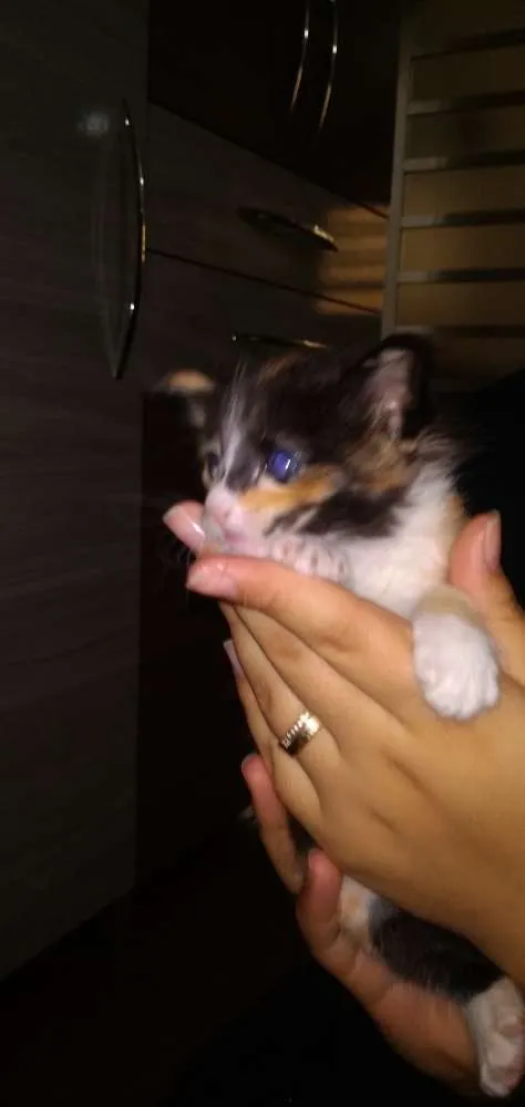 Gato ra a  idade Abaixo de 2 meses nome Sem nome