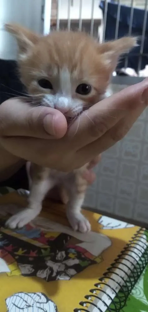 Gato ra a  idade Abaixo de 2 meses nome Sem nome