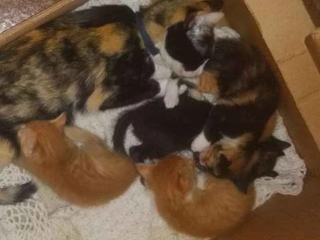 Gato ra a  idade Abaixo de 2 meses nome Sem nome