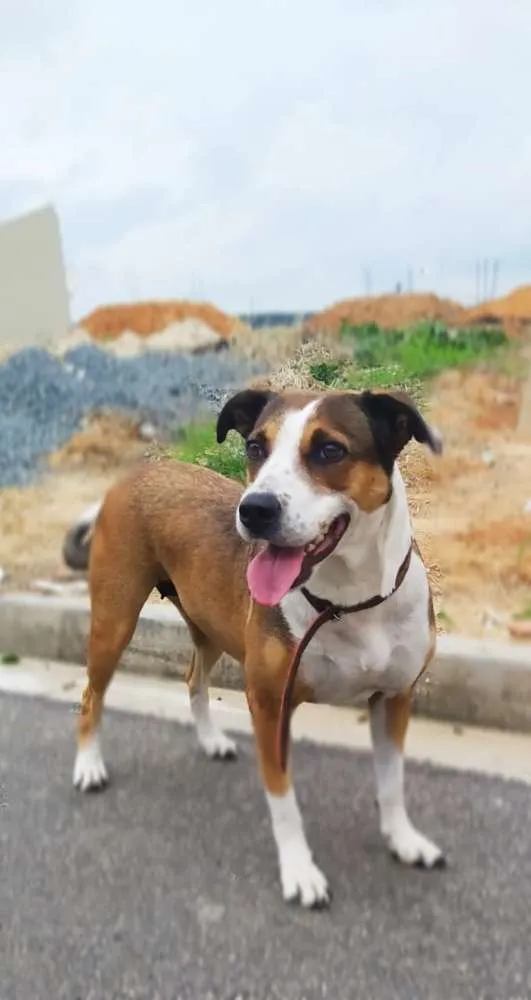 Cachorro ra a Srd idade 4 anos nome Madona
