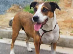 Cachorro raça Srd idade 4 anos nome Madona