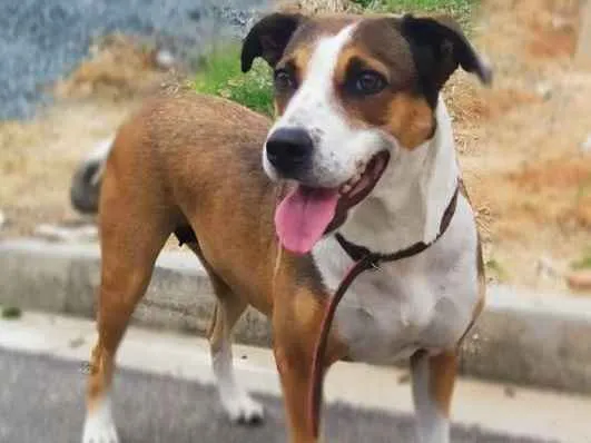 Cachorro ra a Srd idade 4 anos nome Madona