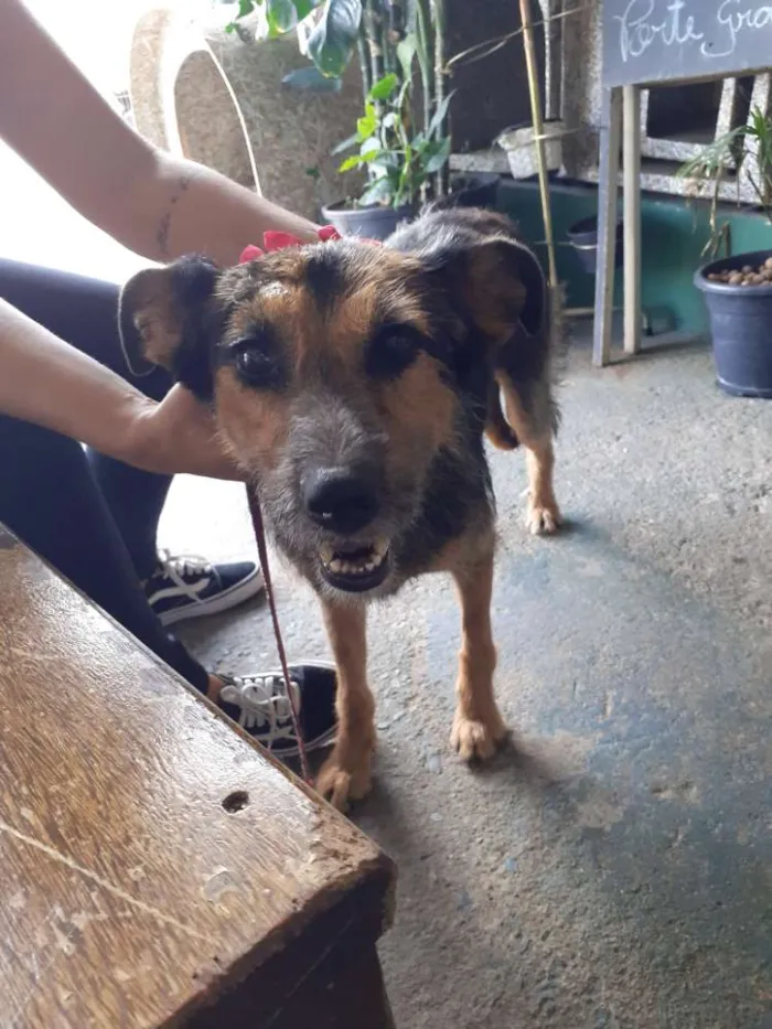 Cachorro ra a Srd idade 3 anos nome Bebel