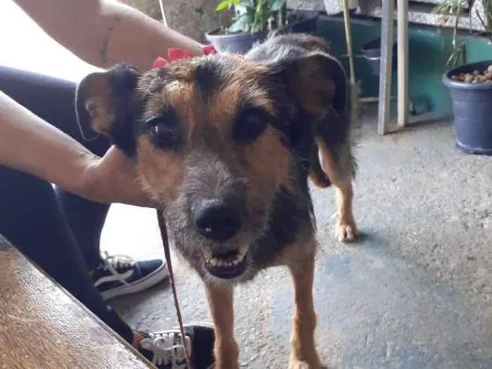 Cachorro ra a Srd idade 3 anos nome Bebel