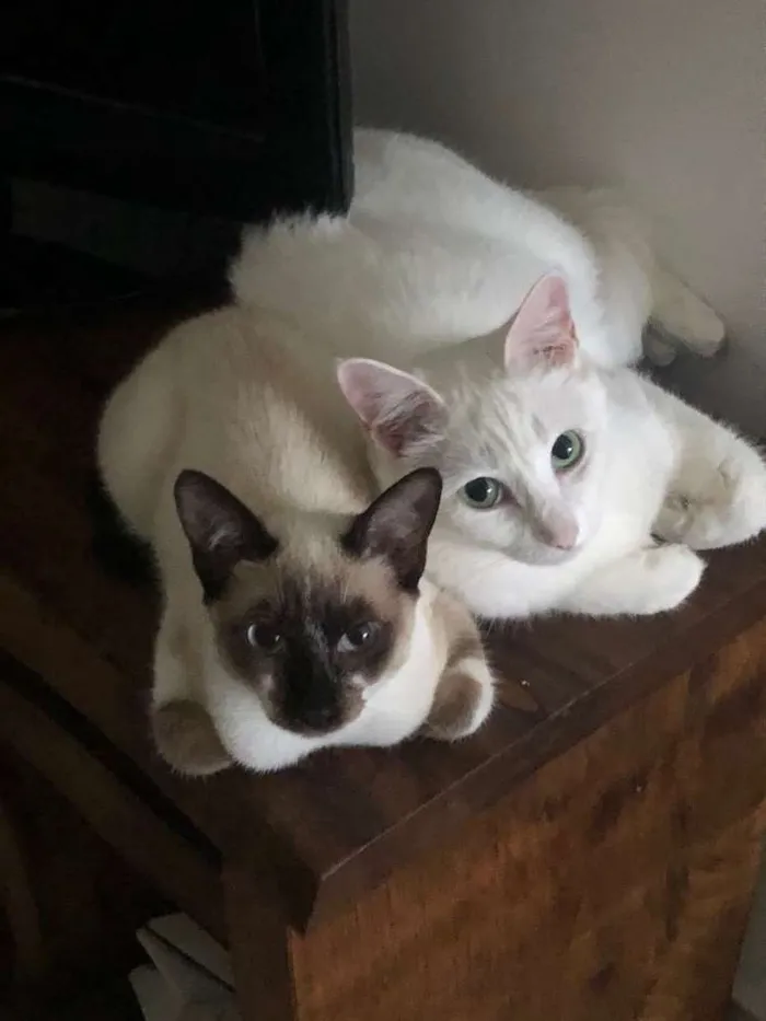 Gato ra a Srd idade 2 anos nome Branca