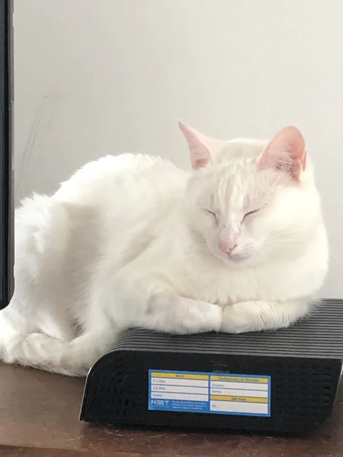 Gato ra a Srd idade 2 anos nome Branca