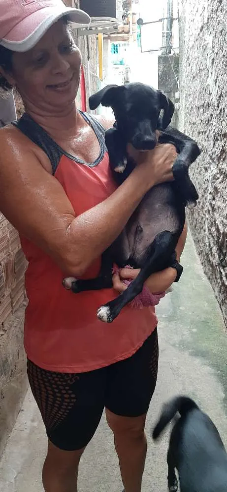 Cachorro ra a Não definida  idade 2 a 6 meses nome Carvão 