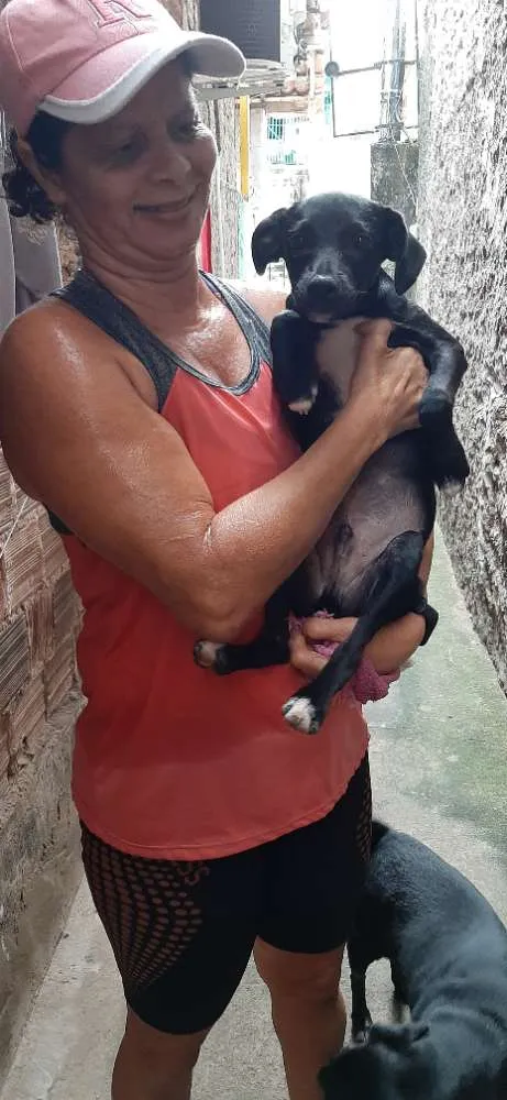 Cachorro ra a Não definida  idade 2 a 6 meses nome Carvão 