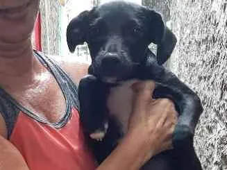 Cachorro ra a Não definida  idade 2 a 6 meses nome Carvão 